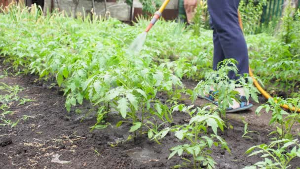 Regar Arbustos Tomate Jardim Com Mangueira — Vídeo de Stock