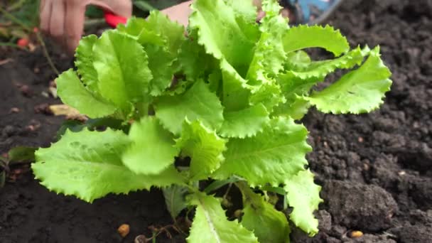 Sklizeň Zeleného Salátu Zahradě — Stock video