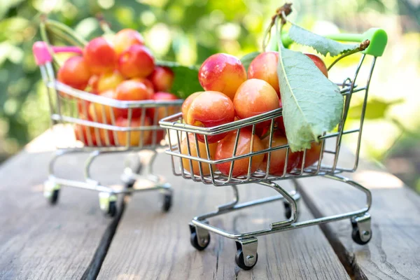 Frische Reife Kirschen Warenkorb Obst Und Beeren Einkaufskonzept — Stockfoto