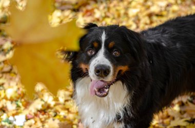 Sonbahar sarısı ve kırmızı yapraklı Bernese dağ köpeği. köpek kafası gülümsemesi