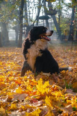 Bernese dağ köpeği ormanda yürüyor, mutlu köpek kafası sonbahar güneşli bir günde sarı ve kırmızı yaprakların üzerinde bir ormanda.
