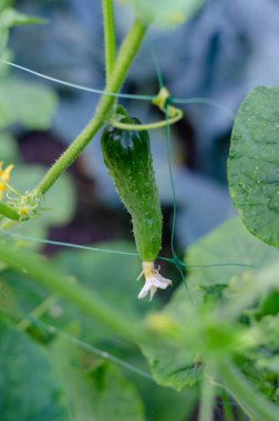 # Bahçedeki dalda salatalık #