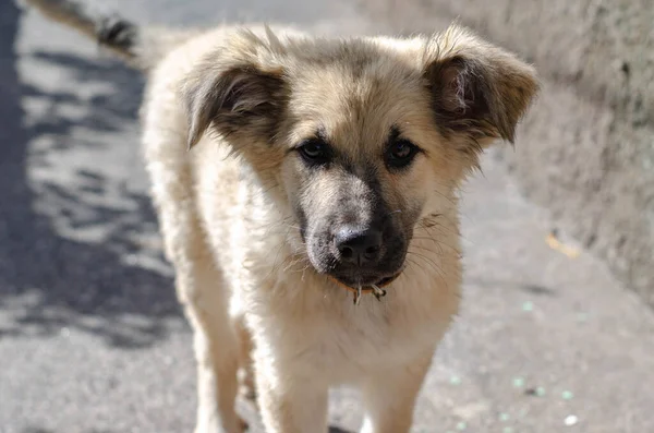 Köpek barınağındaki evsiz köpek yavrusu eve götürüldü.