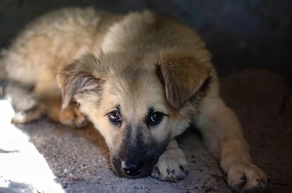 Homeless Puppy Dog Shelter Taken Home — Stock Photo, Image