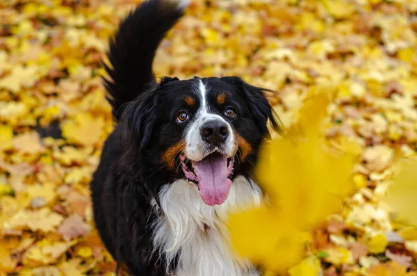 Bernese Mountain Dog Autumn Yellow Red Leaves Dog Head Smile — Stock Photo, Image