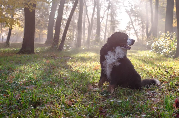 Bernese Fjällhund Promenad Skogen Glad Hund Huvud Höst Solig Dag — Stockfoto