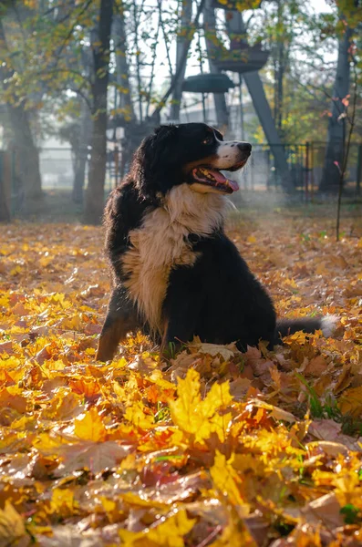 Bernský Horský Pes Procházka Lese Šťastný Pes Hlava Podzimním Slunném — Stock fotografie