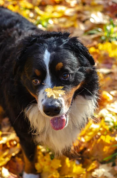 Bernese Perro Montaña Paseo Bosque Feliz Cabeza Perro Día Soleado — Foto de Stock