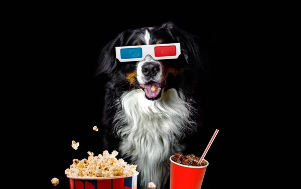 Üç boyutlu gözlüklü, patlamış mısır ve soda içen komik Bernli dağ köpeği sever.