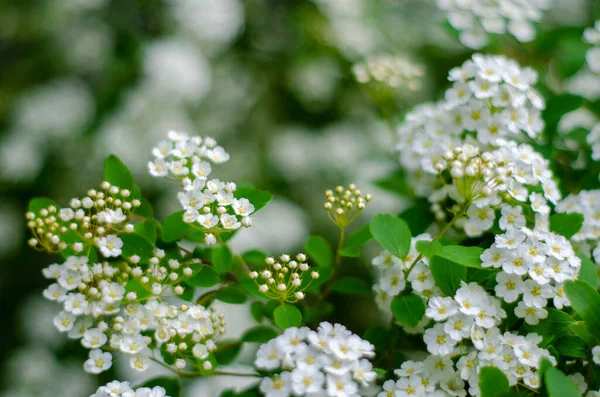 Küçük Beyaz Çiçekler Çalılıklarda Yeşil Yapraklar — Stok fotoğraf