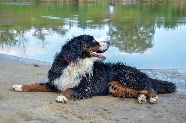 Perro Mojado Después Nadar Una Playa Junto Agua Perro Montaña — Foto de Stock