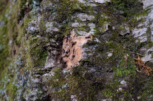 Cork Tree Bark Natural Environment Sintra Portugal — Stock Photo, Image