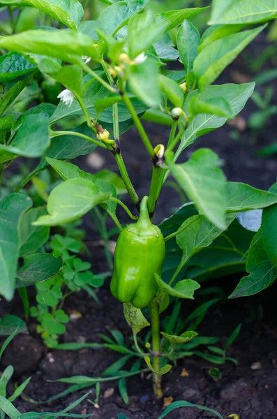 Young Green Pepper Bush Garden — Stock Photo, Image