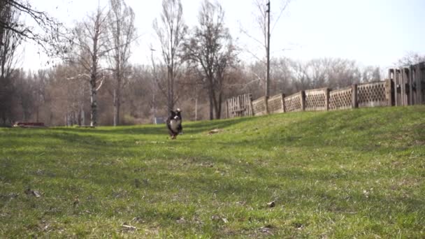 緑の草の上をゆっくりと走る面白いバーニスの山犬が — ストック動画