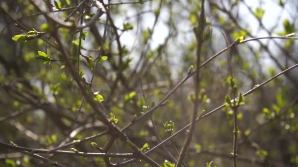最初の若い緑の春は晴れた日に木の上に残し スローモーションショット — ストック動画