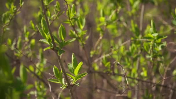 První Mladé Zelené Jarní Listí Stromě Slunečného Dne Pomalý Záběr — Stock video