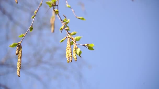 Hojas Primavera Verde Joven Abedul Día Soleado Con Cielo Azul — Vídeo de stock