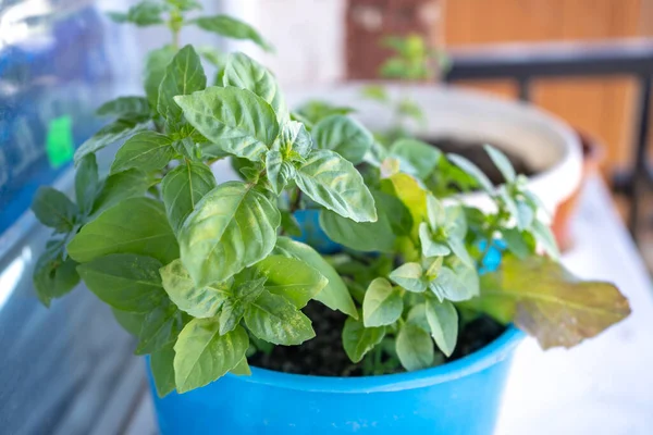 Basil Plant Flower Pot Balcony — Stock Photo, Image