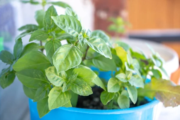 Impianto Basilico Una Pentola Fiore Balcone — Foto Stock