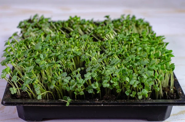 Fresh Microgreens Small Box Grows Home Little Home Garden — Stock Photo, Image