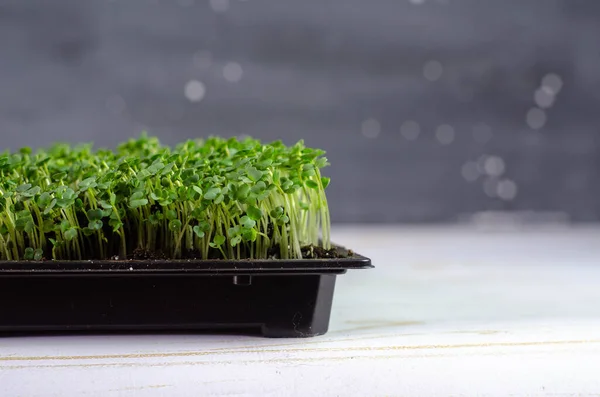 Fresh Microgreens Small Box Grows Home Little Home Garden — Stock Photo, Image