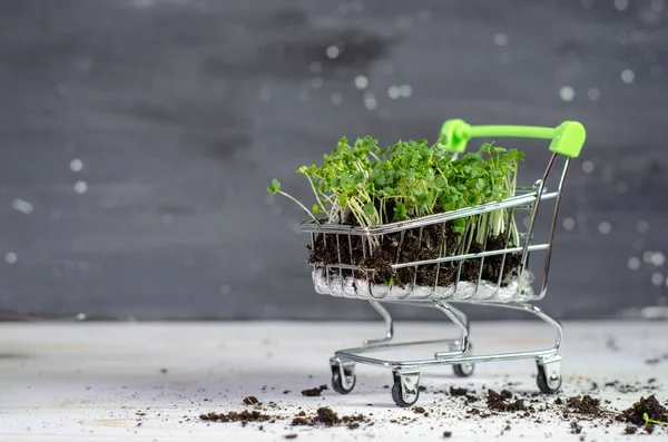 Microgreens Den Warenkorb Frische Öko Lebensmittel Und Grünes Lieferkonzept — Stockfoto