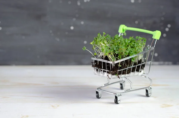 Microgreens Den Warenkorb Frische Öko Lebensmittel Und Grünes Lieferkonzept — Stockfoto