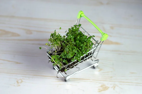 Microgreens Den Warenkorb Frische Öko Lebensmittel Und Grünes Lieferkonzept — Stockfoto