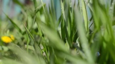 Güneşli bir ilkbaharda yağmurdan sonra yeşil taze çimlere yakın. 