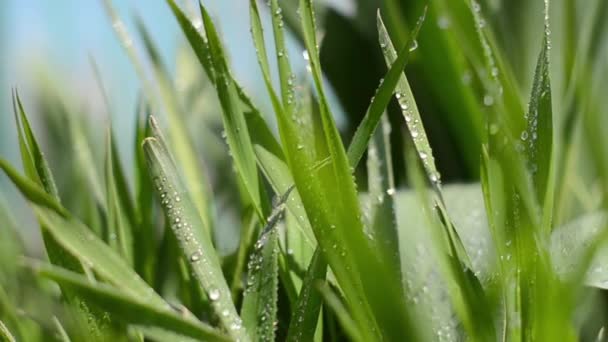 Gros plan d'une herbe verte fraîche après la pluie par une journée ensoleillée de printemps. 