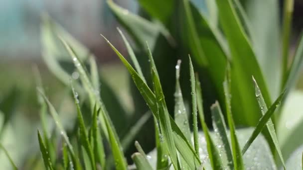 Pouring Watering Can Grass Water — Stock Video