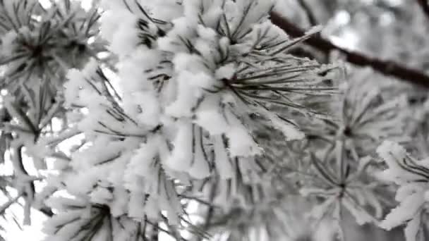 Pinheiro Sob Neve Inverno — Vídeo de Stock