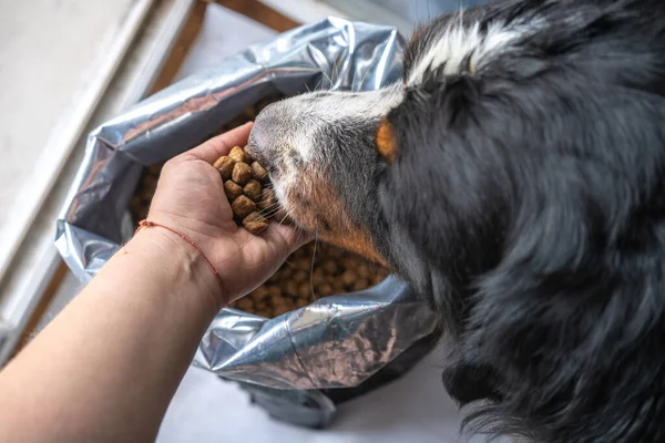 Naylon poşette köpek maması ve köpek kafası, orta boy köpekler için hayvan yemi. Köpek elinden yer.