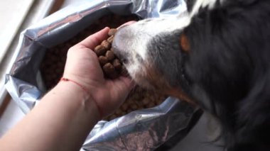 Naylon poşette köpek maması ve köpek kafası, orta boy köpekler için hayvan yemi. Köpek elinden yer.