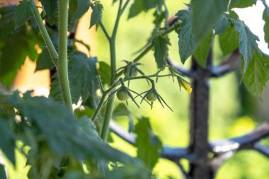 Çalı üzerinde küçük yeşil bir bebek domates, balkonda bahçe işleri.