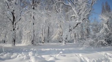 Şiddetli kar fırtınası, ağaçlar, doğa, büyük kar yığınları ve güneşli kış gününde mavi gökyüzü.