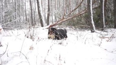 Yetişkin Bernese dağ köpeğinin yavaş çekim görüntüleri bir kış günü çam ağacını kemiriyor.