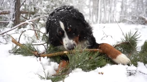 大人の犬の映像雪のドリフト幸せな犬の頭の中に松の木の棒冬の日にニブル — ストック動画