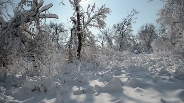 Sacco Neve Dopo Massiccia Tempesta Neve Alberi Natura Grandi Cumuli — Video Stock