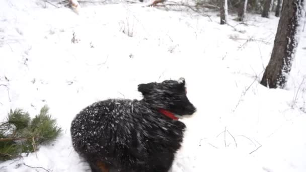 Spowolnione Nagranie Dorosłego Berneńskiego Psa Górskiego Gryzie Patyk Sosny Zaspie — Wideo stockowe