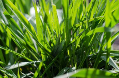 Güneşli bir günde yağmur damlalarıyla yeşil çimenler