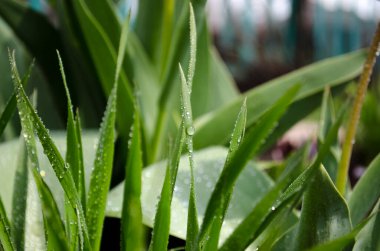 Güneşli bir günde yağmur damlalarıyla yeşil çimenler