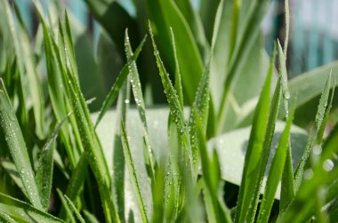 Güneşli bir günde yağmur damlalarıyla yeşil çimenler