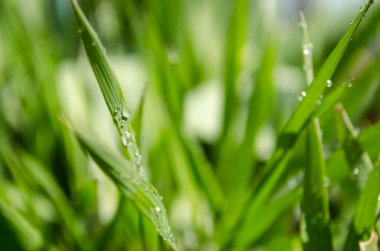 Güneşli bir günde yağmur damlalarıyla yeşil çimenler