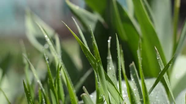 Gros plan d'une herbe verte fraîche après la pluie par une journée ensoleillée de printemps. 