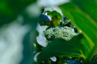 Bahçede olgun yeşil brokoli