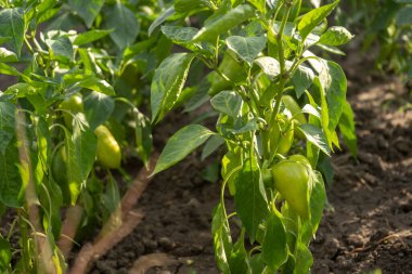 Bahçedeki çiğ yeşil çan biberi, sıra sıra kırmızı biber tarlası.