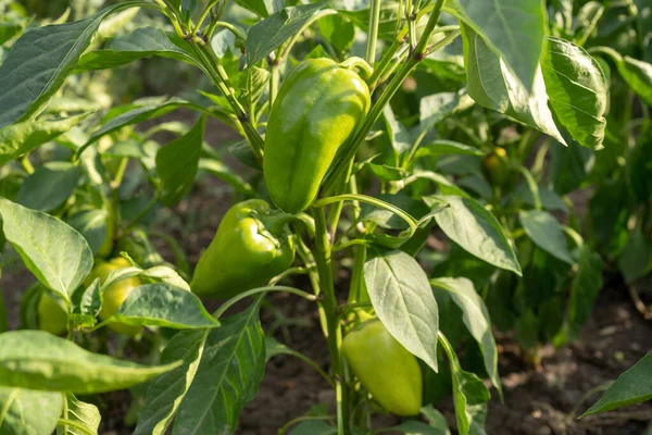 Raw Green Young Bell Pepper Garden Rows Paprika Plantation — Stock Photo, Image