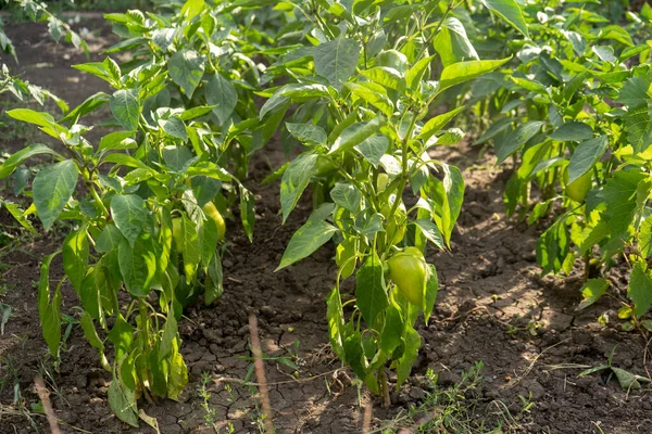 Raw Green Young Bell Pepper Garden Rows Paprika Plantation — Stock Photo, Image