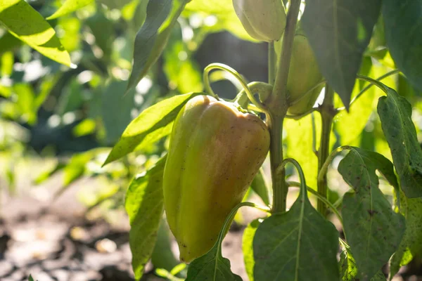 Raw Orange Young Bell Pepper Garden Rows Paprika Plantation — Stock Photo, Image